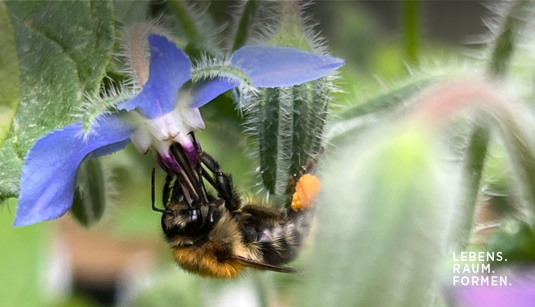 Hängende Hummel an Borretsch Pflanze Nektar und Pollen saugend, Schütze, was dich schützt! Verweis auf LEBENS.RAUM.FORMEN